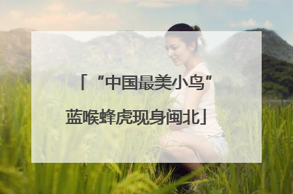 “中国最美小鸟”蓝喉蜂虎现身闽北