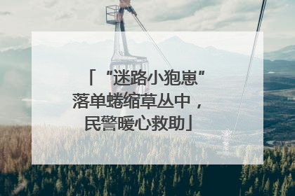 “迷路小狍崽”落单蜷缩草丛中，民警暖心救助