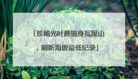 珍稀光叶蕨现身瓦屋山，刷新海拔最低纪录