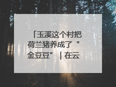 玉溪这个村把荷兰猪养成了“金豆豆”｜在云南样样好