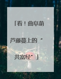 看！曲阜葫芦藤蔓上的“共富经”