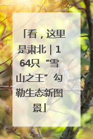 看，这里是肃北｜164只“雪山之王”勾勒生态新图景
