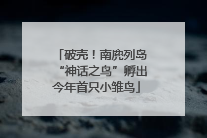 破壳！南麂列岛“神话之鸟”孵出今年首只小雏鸟