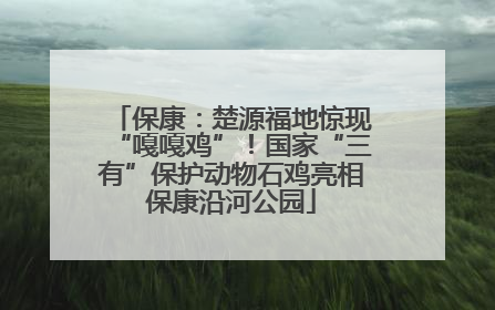 保康：楚源福地惊现“嘎嘎鸡”！国家“三有”保护动物石鸡亮相保康沿河公园