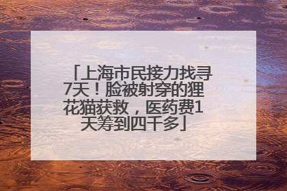 上海市民接力找寻7天！脸被射穿的狸花猫获救，医药费1天筹到四千多