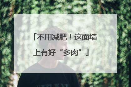 不用减肥！这面墙上有好“多肉”