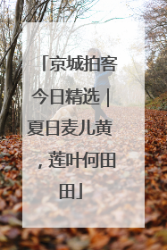 京城拍客今日精选｜夏日麦儿黄，莲叶何田田