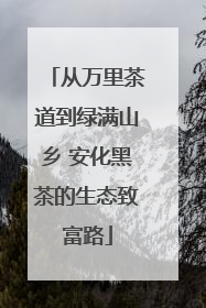 从万里茶道到绿满山乡 安化黑茶的生态致富路