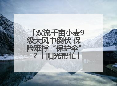 双流千亩小麦9级大风中倒伏 保险难撑“保护伞”？丨阳光帮忙