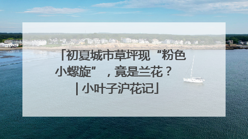 初夏城市草坪现“粉色小螺旋”，竟是兰花？ | 小叶子沪花记