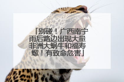 别碰！广西南宁雨后路边出现大量非洲大蜗牛和福寿螺！有致命危害