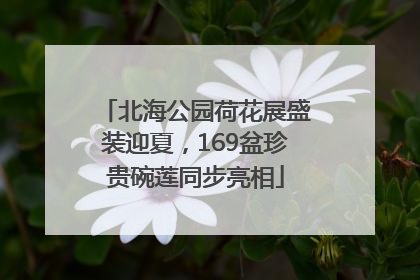 北海公园荷花展盛装迎夏，169盆珍贵碗莲同步亮相