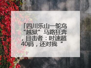 四川乐山一鸵鸟“越狱”马路狂奔，目击者：时速超40码，还对我“笑”了下