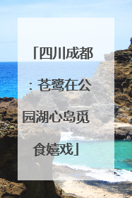 四川成都：苍鹭在公园湖心岛觅食嬉戏
