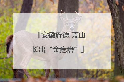 安徽旌德 荒山长出“金疙瘩”