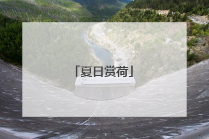 夏日赏荷
