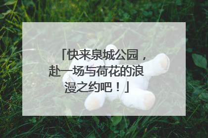 快来泉城公园，赴一场与荷花的浪漫之约吧！