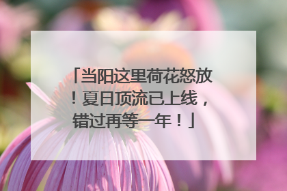 当阳这里荷花怒放！夏日顶流已上线，错过再等一年！