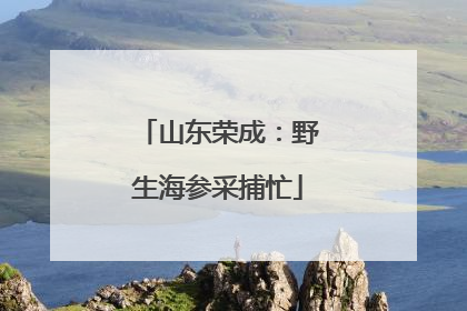 山东荣成：野生海参采捕忙