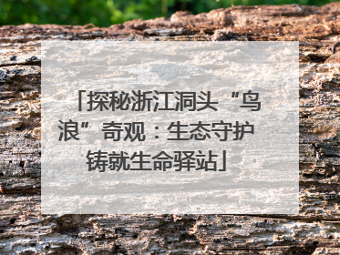 探秘浙江洞头“鸟浪”奇观：生态守护铸就生命驿站