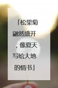 松果菊翩然盛开，像夏天写给大地的情书