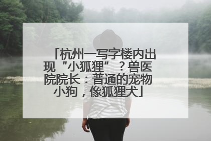 杭州一写字楼内出现“小狐狸”？兽医院院长：普通的宠物小狗，像狐狸犬