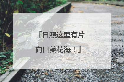 日照这里有片向日葵花海！