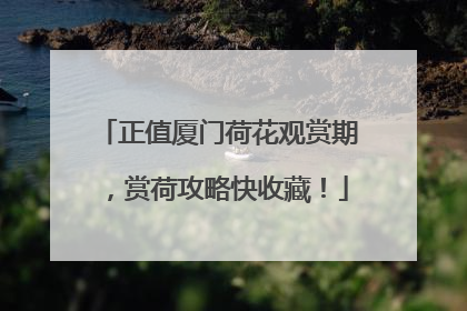 正值厦门荷花观赏期，赏荷攻略快收藏！