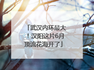 武汉内环最大！汉阳这片6月顶流花海开了
