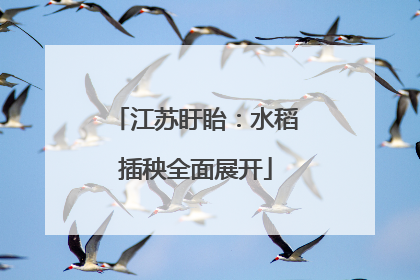 江苏盱眙：水稻插秧全面展开