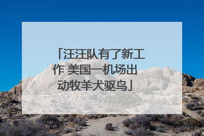 汪汪队有了新工作 美国一机场出动牧羊犬驱鸟