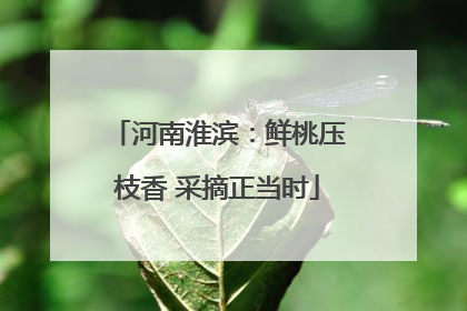 河南淮滨：鲜桃压枝香 采摘正当时