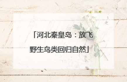 河北秦皇岛：放飞野生鸟类回归自然
