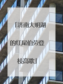 济南大明湖的红尾伯劳登枝高歌