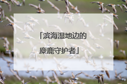 滨海湿地边的麋鹿守护者