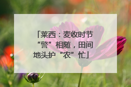 莱西：麦收时节“警”相随，田间地头护“农”忙