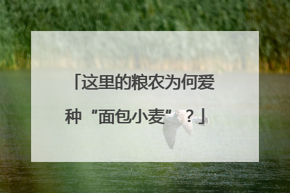 这里的粮农为何爱种“面包小麦”？