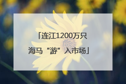 连江1200万只海马“游”入市场