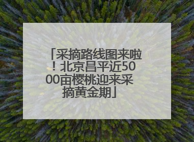 采摘路线图来啦！北京昌平近5000亩樱桃迎来采摘黄金期