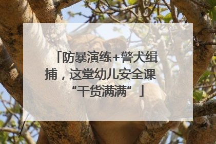防暴演练+警犬缉捕，这堂幼儿安全课“干货满满”