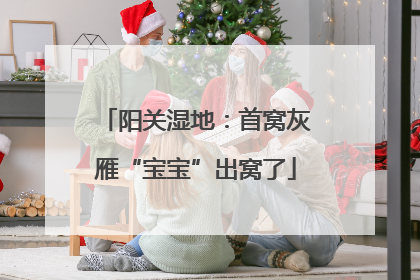 阳关湿地：首窝灰雁“宝宝”出窝了
