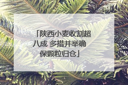 陕西小麦收割超八成 多措并举确保颗粒归仓