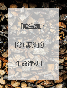 隆宝滩：长江源头的生命律动