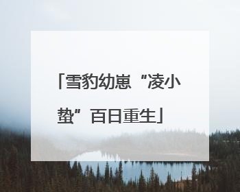 雪豹幼崽“凌小蛰”百日重生