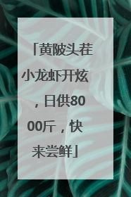 黄陂头茬小龙虾开炫，日供8000斤，快来尝鲜