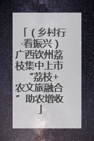 （乡村行·看振兴）广西钦州荔枝集中上市 “荔枝+农文旅融合”助农增收